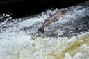 Endangered Atlantic Salmon Are Facing A New and Potentially Devastating Threat