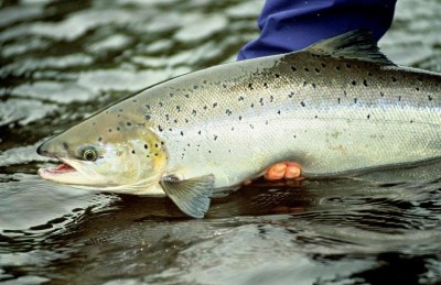 USFWS Fish of the Week: Atlantic salmon