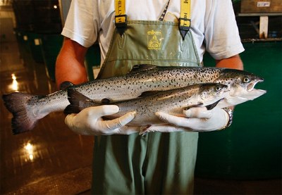 First genetically engineered salmon sold in Canada