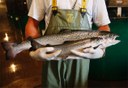 First genetically engineered salmon sold in Canada