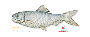 Alewife (small)