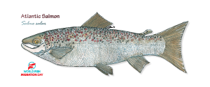 Atlantic Salmon (small)