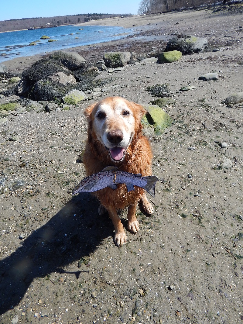 Bailey at Sears Island at low tide with fish