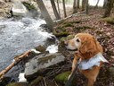 Bailey visiting Little Birch Stream, Sunkhaze NWR