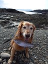 Here is Bailey with his salmon at West Pond, Schoodic Peninsula, Acadia National Park! You can see Mount Desert Island on the Horizon.