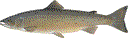 Atlantic Salmon (Salmo salar)