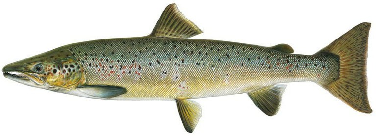 Male salmon adult