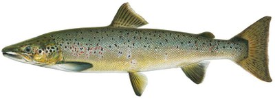 Adult salmon