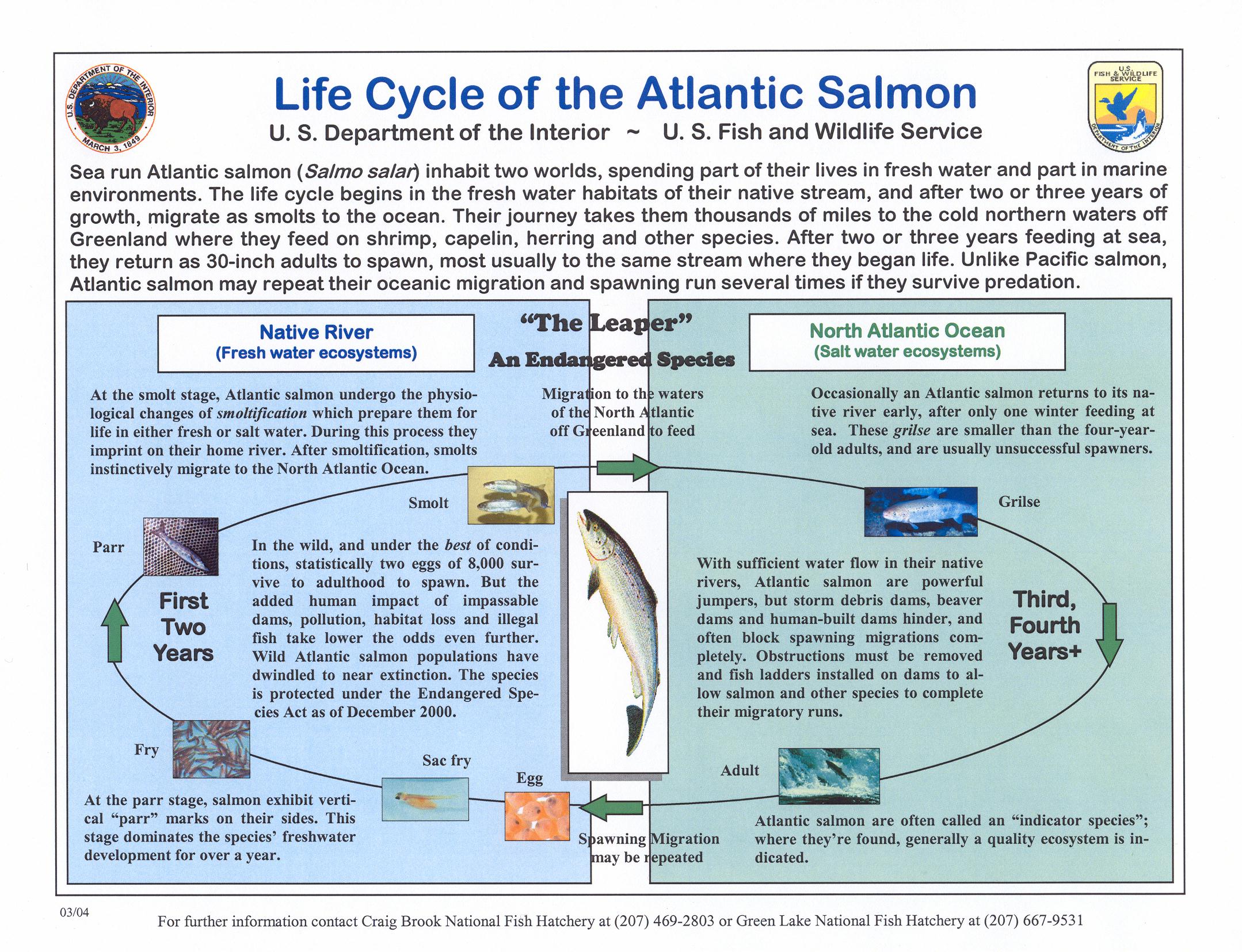Atlantic salmon life cycle