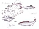 Atlantic salmon life history diagram.