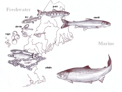 Atlantic salmon life history diagram