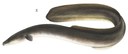 American eel illustration.