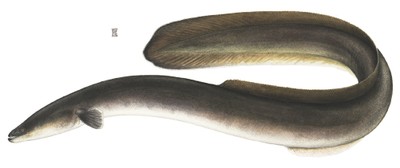 American eel illustration