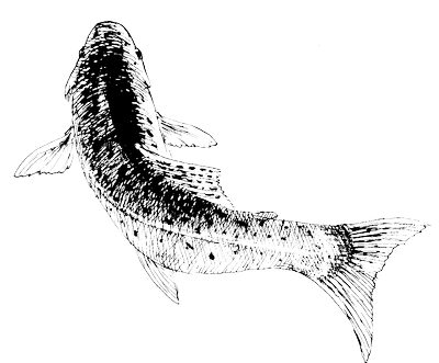 Atlantic salmon illustration