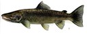 Atlantic salmon illustration.