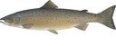Illustration of an Atlantic salmon (Salmo salar).