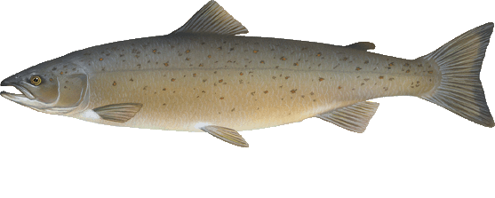 Atlantic salmon illustration