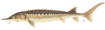 Atlantic sturgeon illustration
