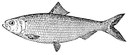 Blueback herring illustration.