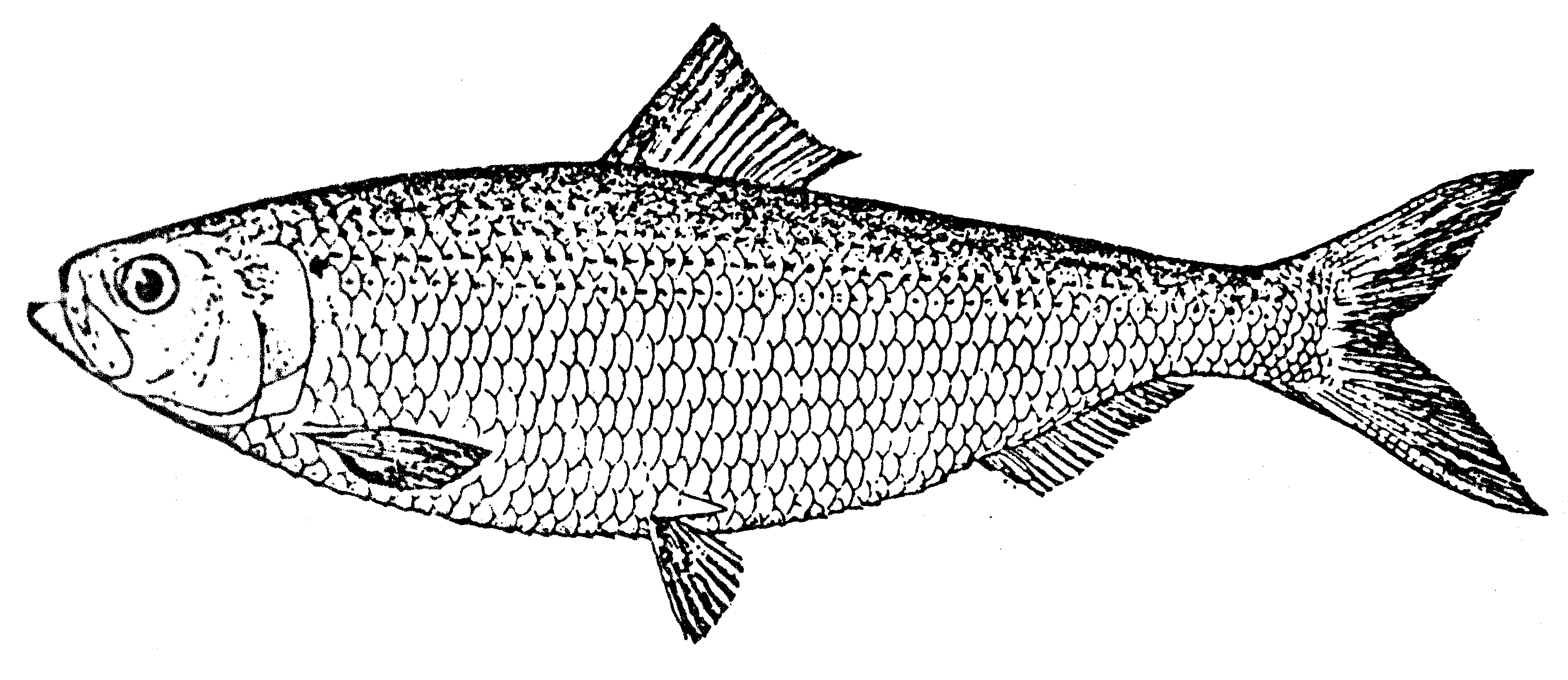 Blueback herring illustration.