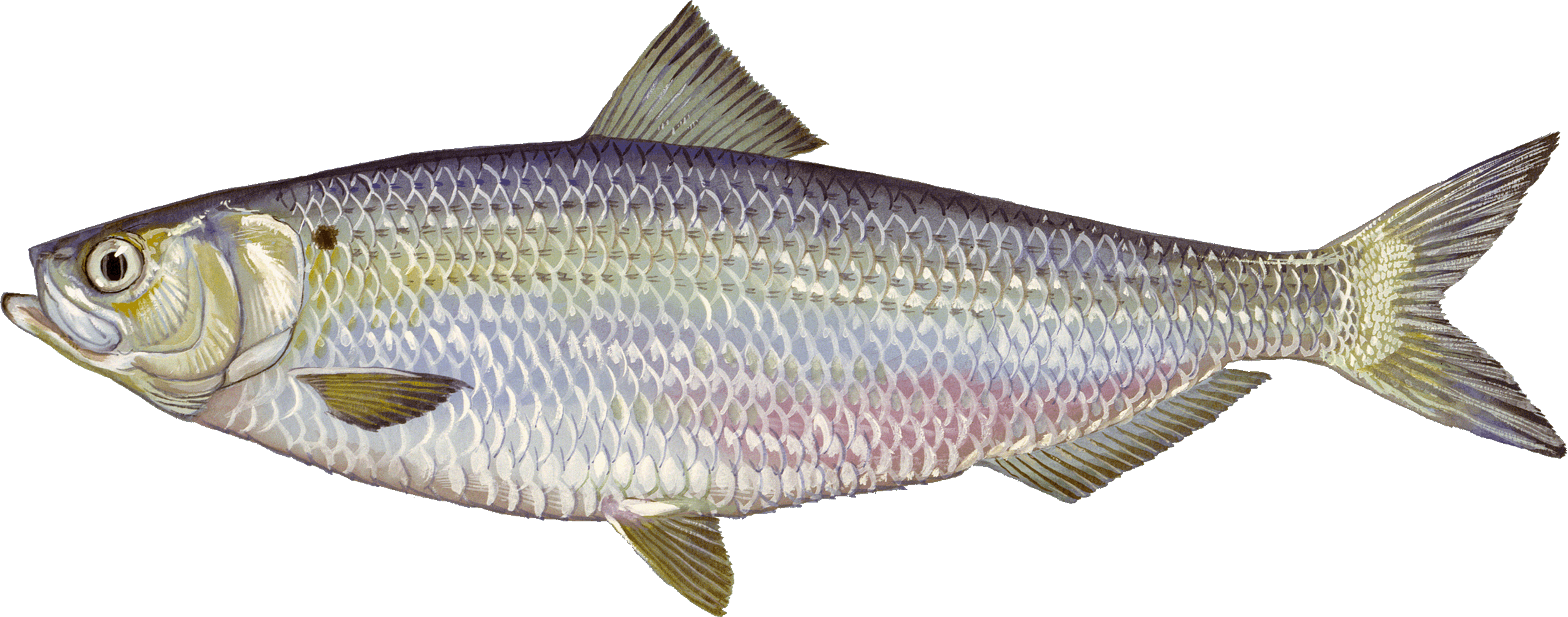 Blueback herring illustration