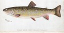 Brook trout female illustration.