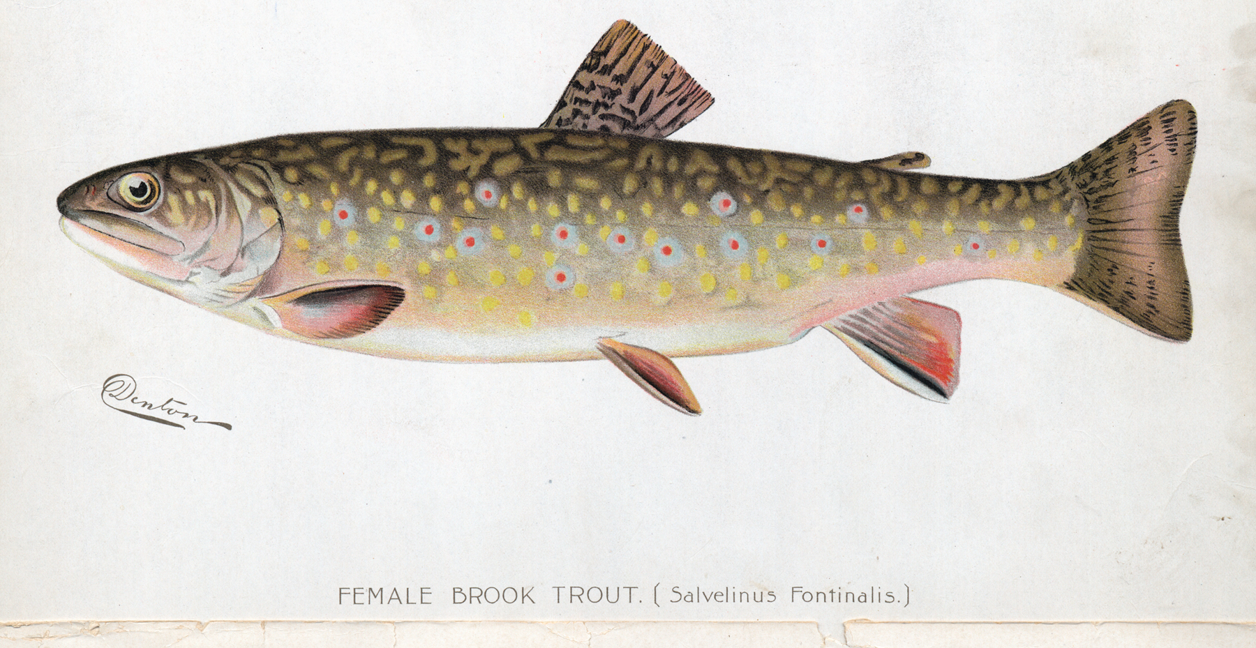 Brook trout female illustration
