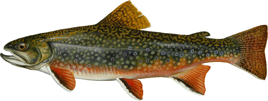 Brook trout illustration
