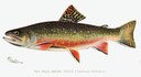 Brook trout male illustration.