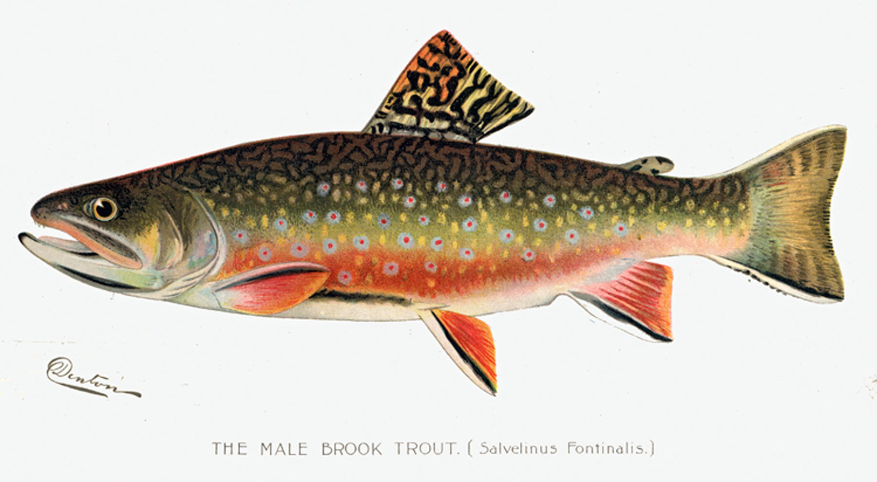 Brook trout male illustration