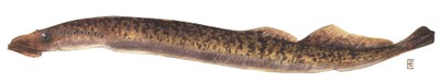 Sea lamprey illustration