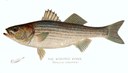Striped bass illustration.