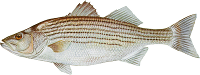 Striped bass illustration