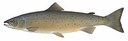 Atlantic Salmon (Wikipedia)