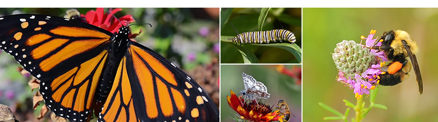 pollinator collage