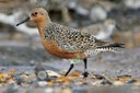 Sharing Science to Safeguard the Red Knot