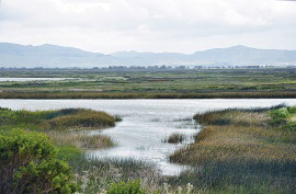 New Report Reveals Continuing Coastal Wetlands Losses in U.S.