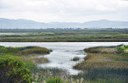 New Report Reveals Continuing Coastal Wetlands Losses in U.S.