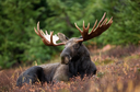 Project to showcase scenario planning for climate change, boreal forest and moose