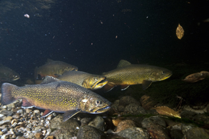 Research findings inform decision-support tools to help brook trout stay cool in the face of warming climate