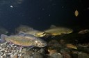 Research findings inform decision-support tools to help brook trout stay cool in the face of warming climate