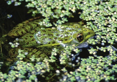 FWS News highlights Priority Amphibian and Reptile Conservation Areas project