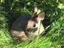 New England Cottontail spared from Endangered Species List thanks to science-based collaboration