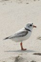 New predictive models helping to secure a future for piping plover