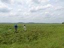 Translating science into a sustainable future for the Great Marsh 