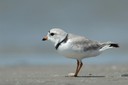 Piping Plovers and Sea-level Rise 