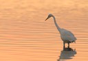 Conservation Design: Egret in Connecticut River