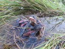 Hurricane Sandy: Flooded saltmarsh sparrow nest