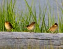 Hurricane Sandy: Young saltmarsh sparrows