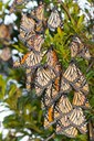monarch cluster on st marks nwr by David Moynahan.jpg